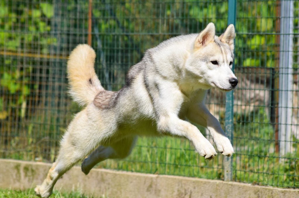 Chiot Elevage De L Igloo Des Sables Eleveur De Chiens Siberian Husky