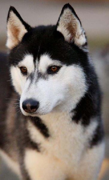 chiot Siberian Husky de L'Igloo des Sables