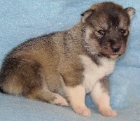 male 3 gris loup HAPACHE