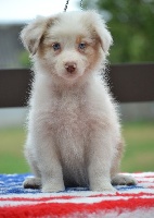 CHIOT f 1 rouge merle 