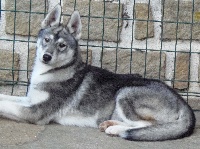 male 2 gris loup HARWICK