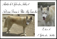 de L'Igloo des Sables - Siberian Husky - Portée née le 19/07/2009