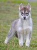 F 3 GRIS LOUP 