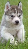 male 1 gris loup