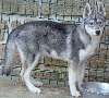 male 2 gris loup HARWICK