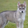 F 3 GRIS LOUP 