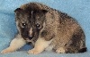 male 1 gris loup HOTCHUM