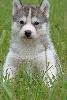 male 1 gris loup