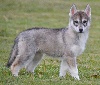 F 3 GRIS LOUP 