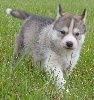 male 1 gris loup