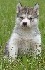 male 1 gris loup