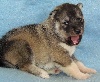 male 3 gris loup HAPACHE