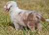 CHIOT f 1 rouge merle 