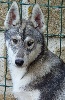 male 2 gris loup HARWICK