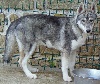 male 2 gris loup HARWICK