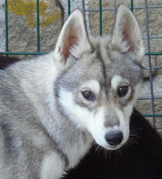 chiot Siberian Husky de L'Igloo des Sables
