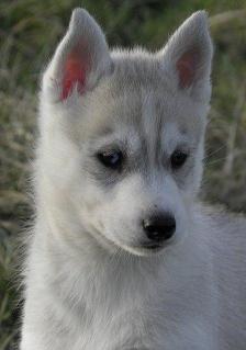 de L'Igloo des Sables - Siberian Husky - Portée née le 19/12/2010