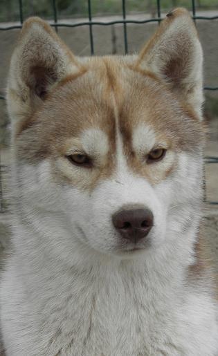 de L'Igloo des Sables - Siberian Husky - Portée née le 20/11/2009