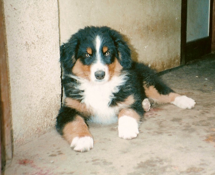 Pam de L'Igloo des Sables