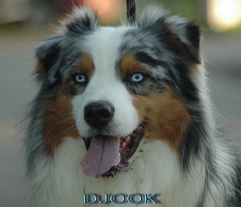 Blue tatanka shye de L'Igloo des Sables
