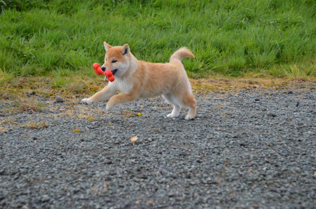 de L'Igloo des Sables - CHIOTS DISPONIBLES