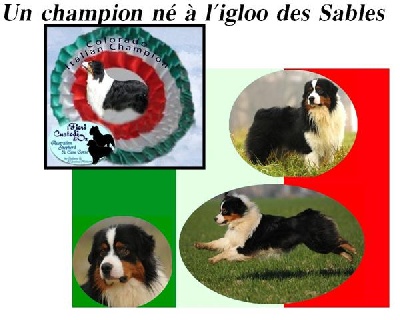 de L'Igloo des Sables - COLORADO CHAMPION ITALIEN