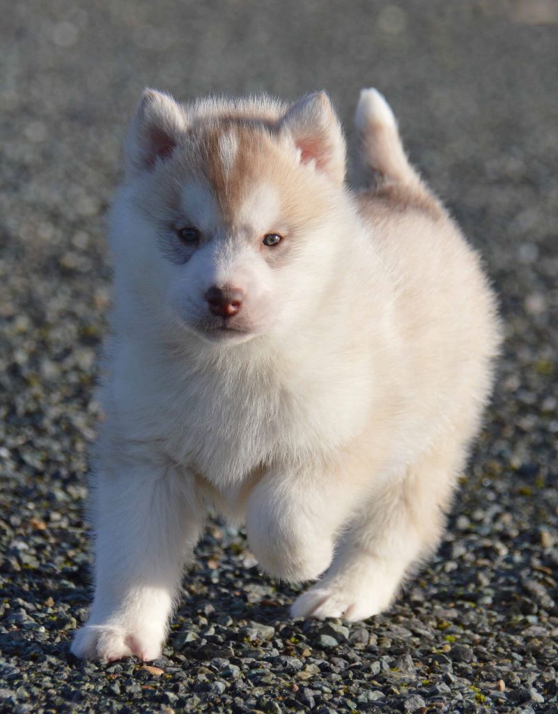 Chiot Siberian Husky de L'Igloo des Sables