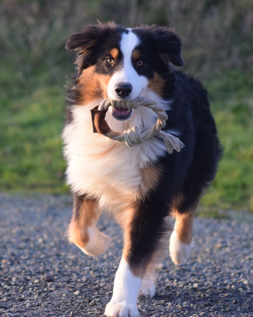 Chiot Berger Australien de L'Igloo des Sables