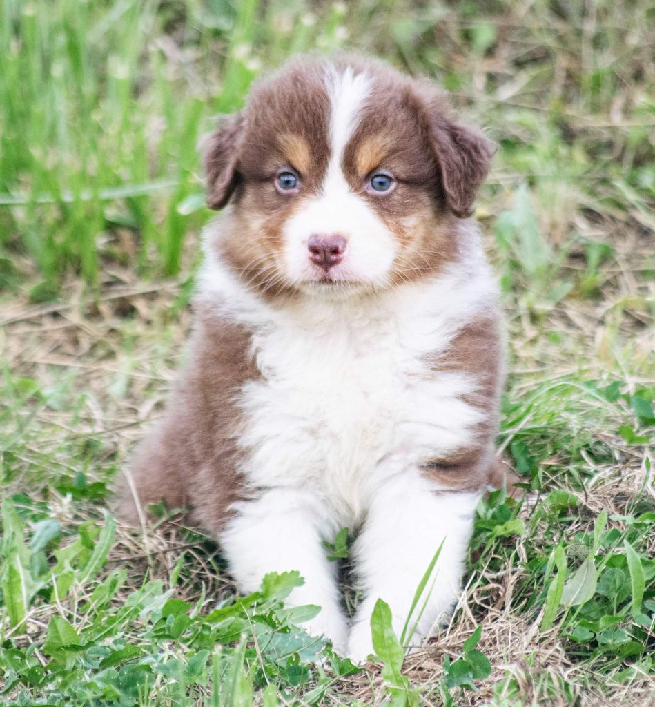 de L'Igloo des Sables - Chiots disponibles - Berger Australien