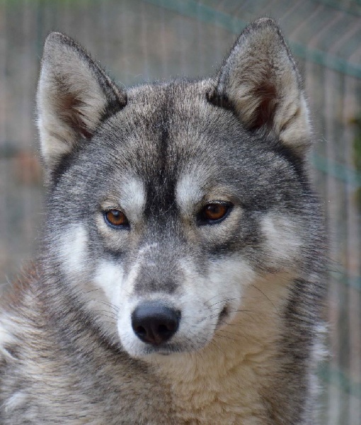 Chiot Siberian Husky de L'Igloo des Sables