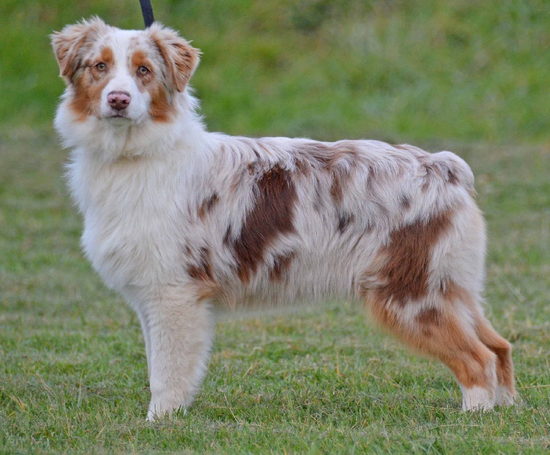 Chiot Berger Australien de L'Igloo des Sables