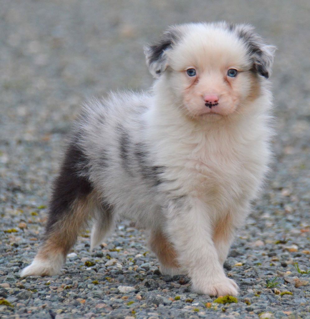 m 5 bleu merle  non confirmable