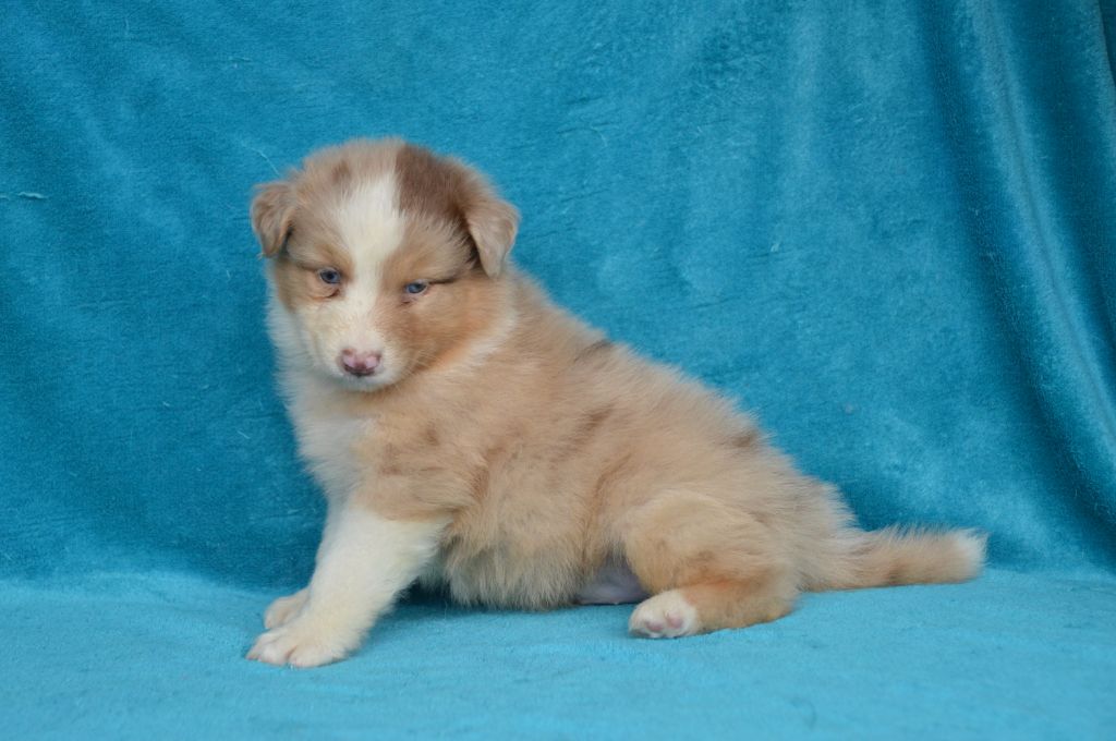 de L'Igloo des Sables - Chiots disponibles - Berger Australien