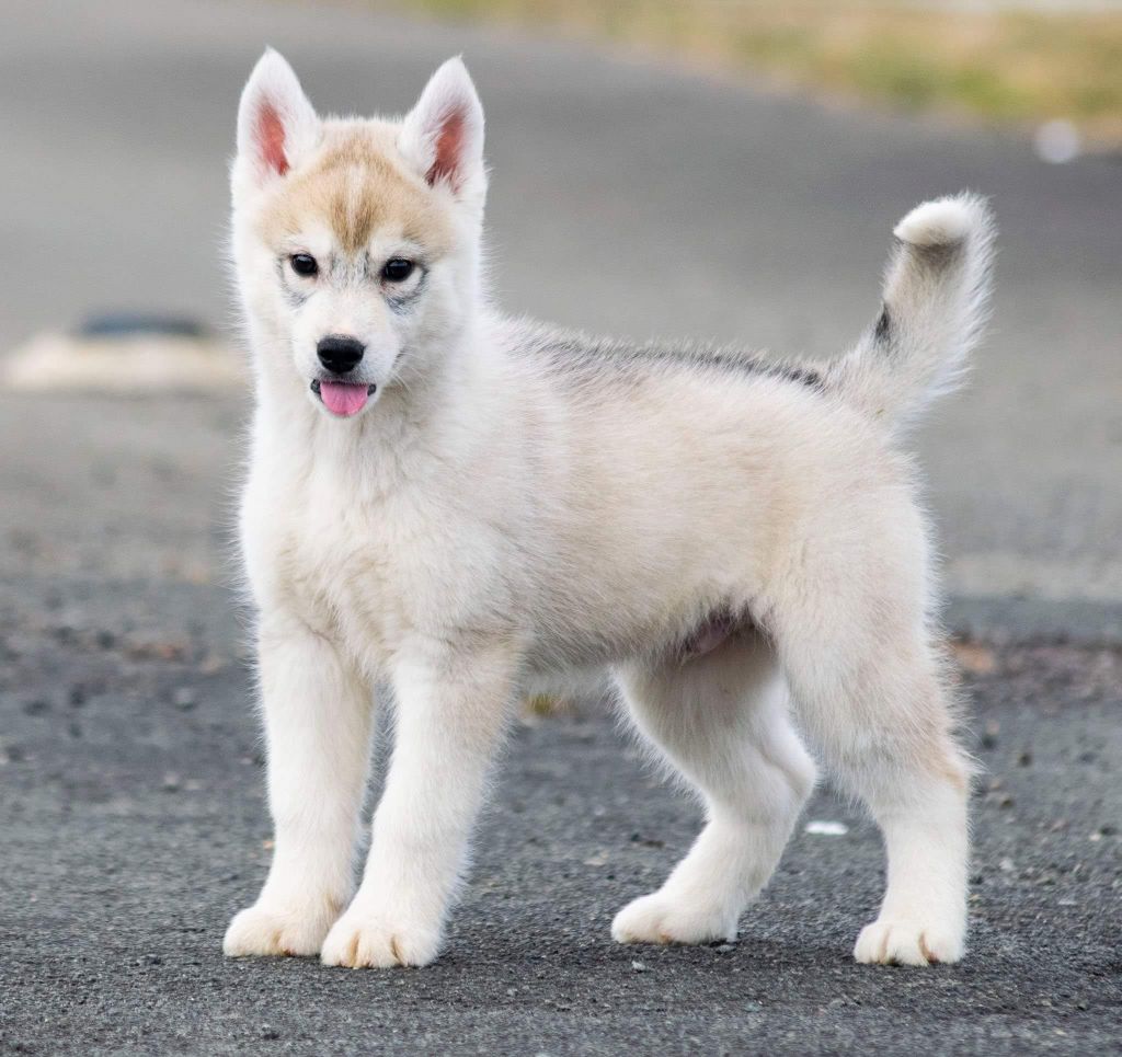 Chiot Siberian Husky de L'Igloo des Sables