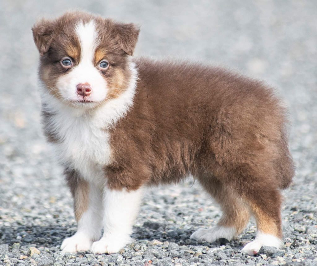 de L'Igloo des Sables - Chiots disponibles - Berger Australien