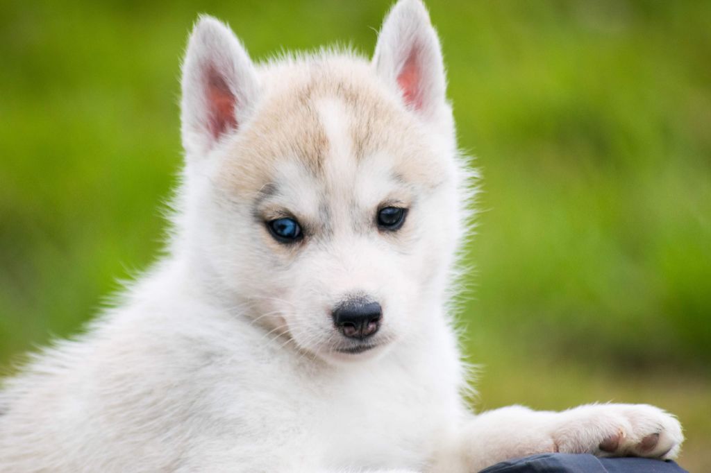 Chiot Siberian Husky de L'Igloo des Sables