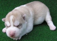 CHIOT