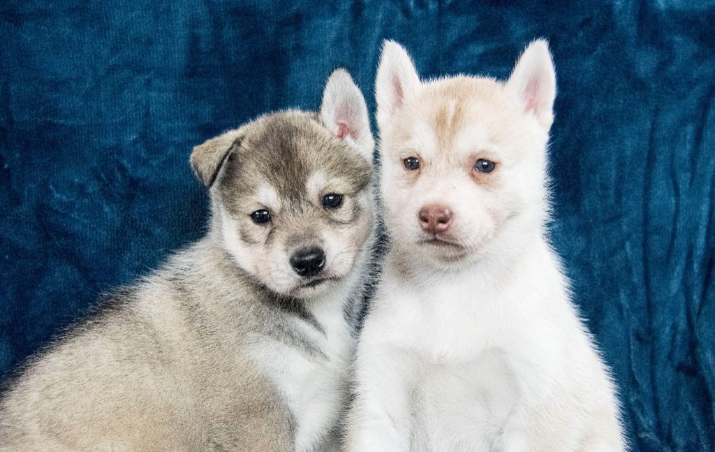Chiot Siberian Husky de L'Igloo des Sables
