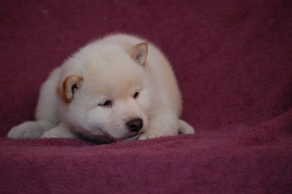 de L'Igloo des Sables - Chiots disponibles - Shiba