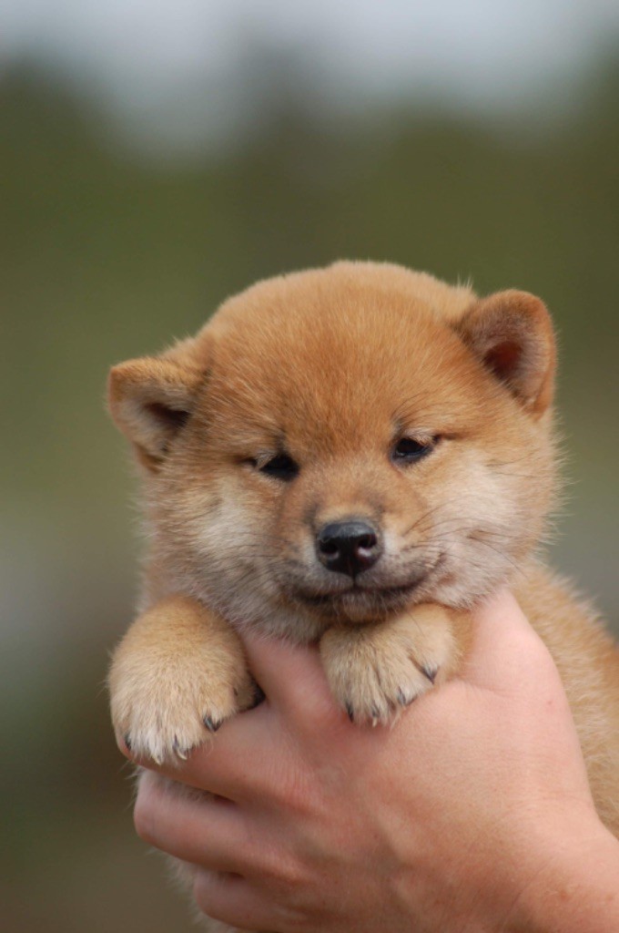 de L'Igloo des Sables - Chiots disponibles - Shiba