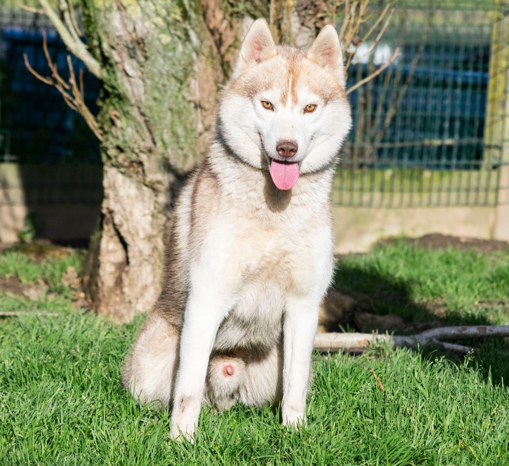 Chiot Siberian Husky de L'Igloo des Sables