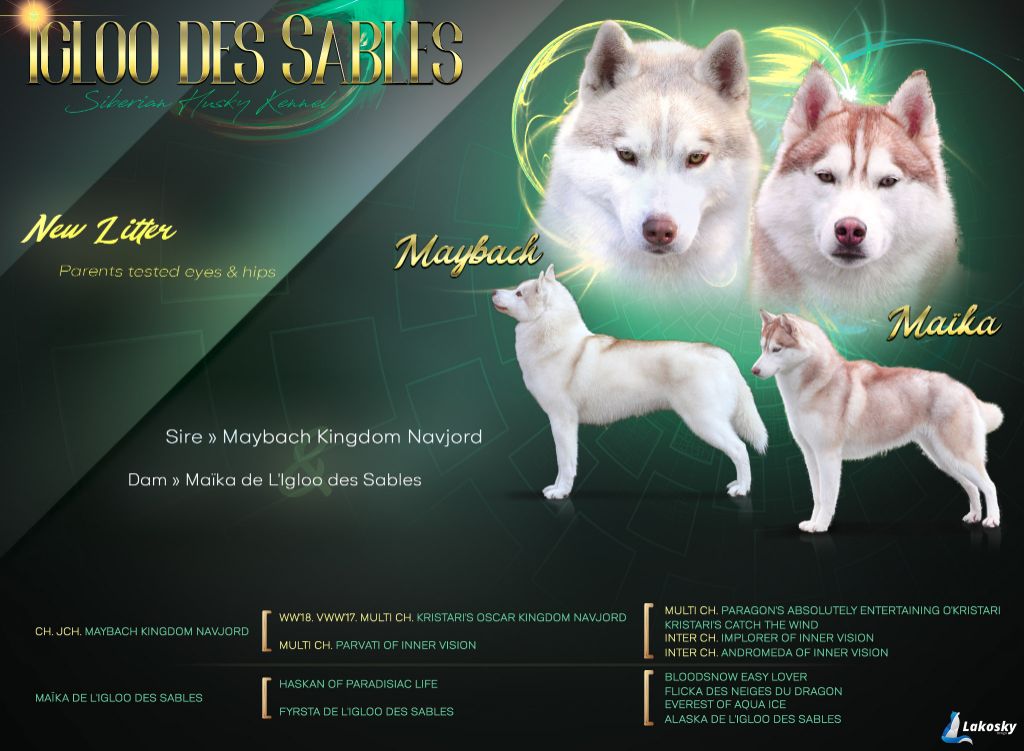 Chiot Siberian Husky de L'Igloo des Sables