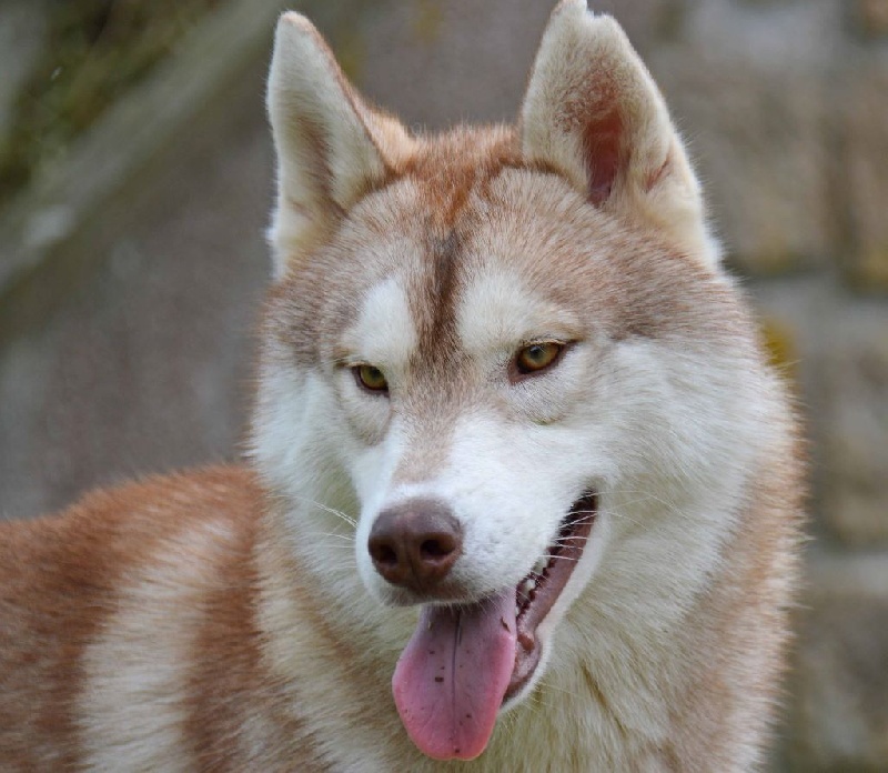 Chiot Siberian Husky de L'Igloo des Sables